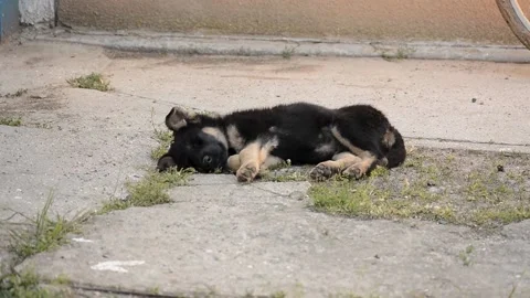 German Shepherd Puppy Stock Footage 138446523