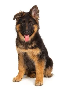 German shepherd puppy isolated on white background Stock Photos