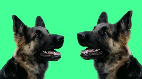 German Shepherd Puppy Looking Around on Green Screen (1) Stock Footage 308905548