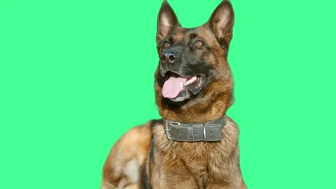 German Shepherd Puppy Looking Around on Green Screen (3) Stock Footage 308905565