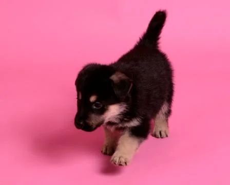 German shepherd puppy Stock Photos