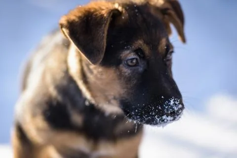 German Shepherd puppy Stock Photos