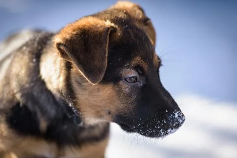 German Shepherd puppy 写真素材