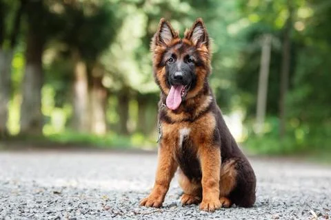 German shepherd puppy Stock Photos