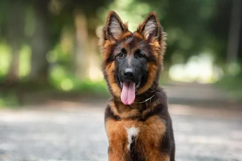 German shepherd puppy Stock Photos