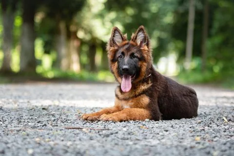 German shepherd puppy Stock Photos