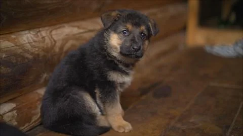 German shepherd puppy sits in a cage. Puppy german shepherd, long tongue sitt Stock Photos