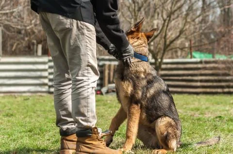 German shepherd puppy training at spring Stock Photos