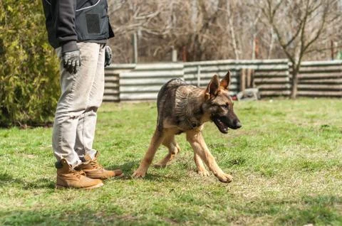German shepherd puppy training at spring Stock Photos