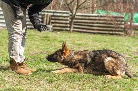 German shepherd puppy training at spring Stock Photos