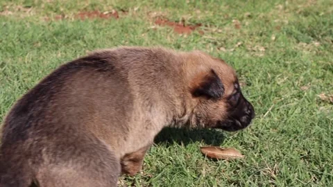German-shepherd puppy walking Stock Footage 156890720