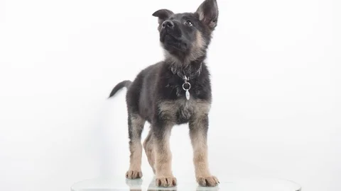 German Shepherd Puppy on White background Slo-Mo Stock Footage 72800977