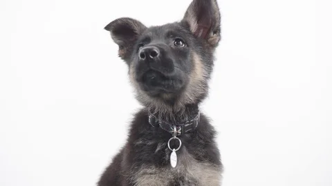 German Shepherd Puppy on White background Slo-Mo Stock Footage 72801164