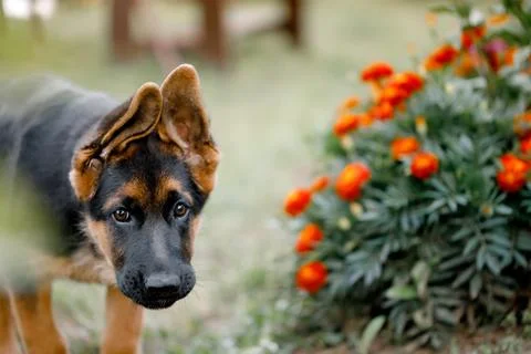German Shepherd Puppy will study flowers in the park. Soft focus Stock Photos