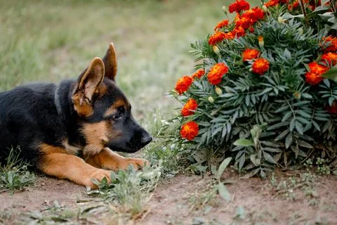 German Shepherd Puppy will study flowers in the park Stock Photos
