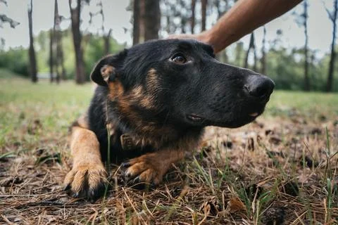 German Shepherd receiving affection after a successful training session in .. Foto stock