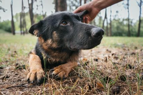 German Shepherd receiving affection after a successful training session in .. Stock Photos