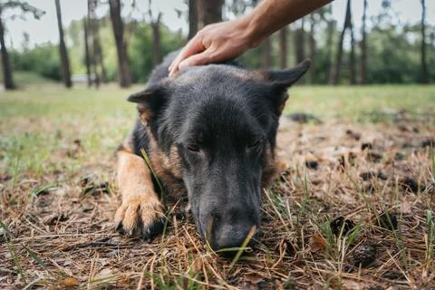 German Shepherd receiving affection after a successful training session in .. Stock Photos