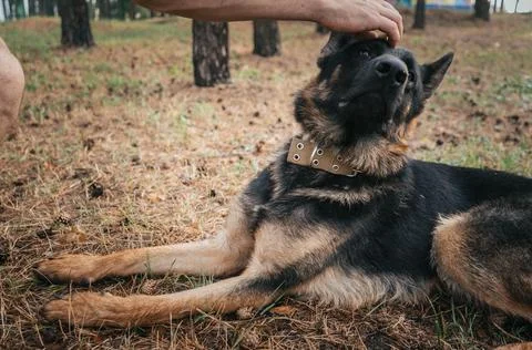 German Shepherd receiving affection after a successful training session in .. Stock Photos