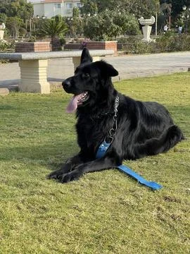 German Shepherd in Relaxed Down Position Stock Photos