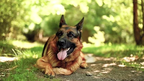 German Shepherd Resting Stock Footage 195960324