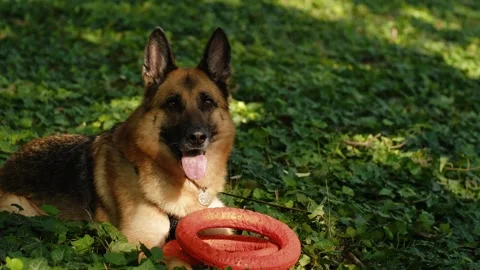 German Shepherd resting on green grass with rubber ring toys in a sunny park Stock Footage 327231614