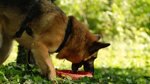 German Shepherd resting on green grass with rubber ring toys in a sunny park Stock Footage 327231752