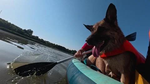 German shepherd rides in a kayak as a man paddles across calm river water. Great Stock Footage 344817161