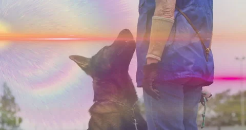 German Shepherd running across yard toward handler, slowing and sitting awaiting Video stock 314095389