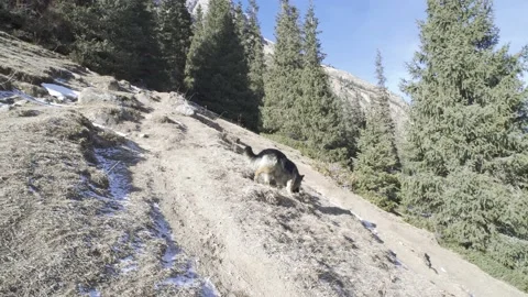 German Shepherd running along the slope of the Barskoon gorge. Kyrgyzstan. Stock Footage 233712406