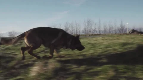 German shepherd running, chasing and smelling around in nature - low angle Stock Footage 152869045