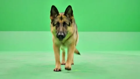 German shepherd running continuously of the middle point in pure clean green Stock Footage 318390928