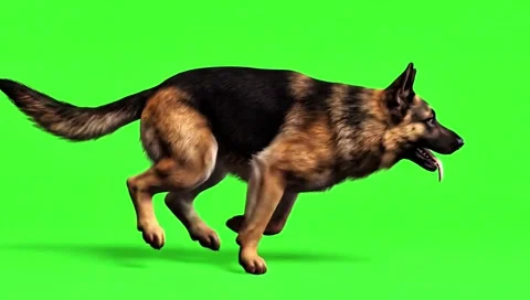 German shepherd running continuously of the middle point in pure clean green Stock Footage 318390937
