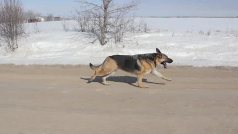 German Shepherd running down farm road with snow filled ditch and field in Vidéo 131299875