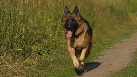 German shepherd running Stock Footage 116630861