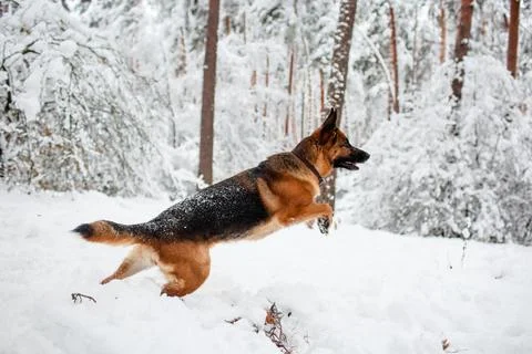 German shepherd running in a forest Stock Photos