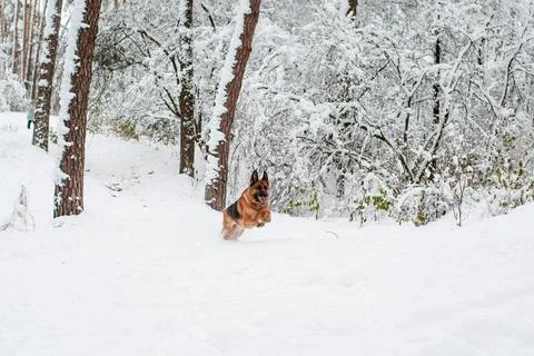 German shepherd running in a forest Stock Photos