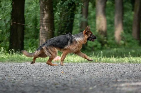 German Shepherd running outdoors Stock Photos