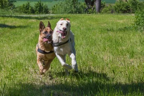 German shepherd running Stock Photos