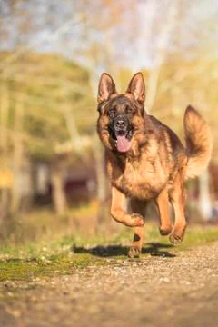 German shepherd running Stock Photos