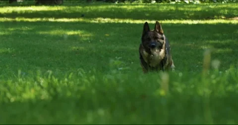 German Shepherd is running in slow Stock Video Pond5 - Main Image