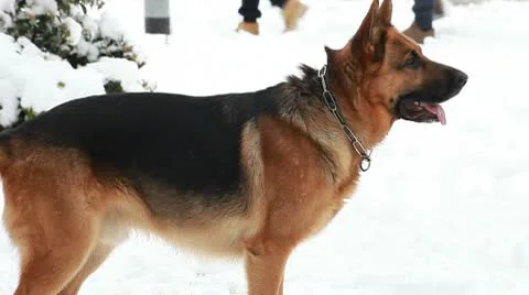 German shepherd running on the snow Stock Footage 10738891