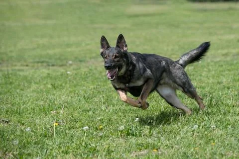 German Shepherd Running Through the Grass Stock Photos