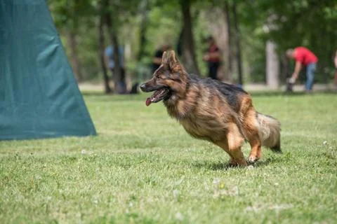 German Shepherd Running Through the Grass Stock Photos