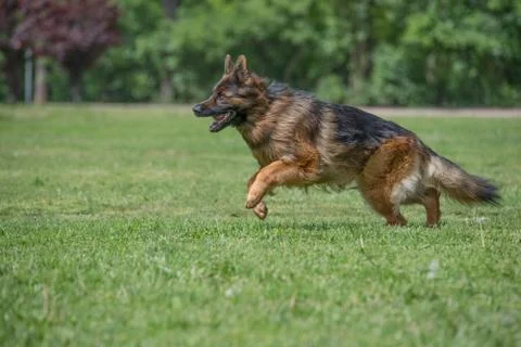 German Shepherd Running Through the Grass Stock Photos