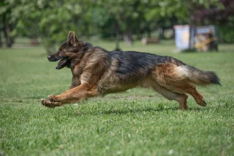 German Shepherd Running Through the Grass Stock Photos