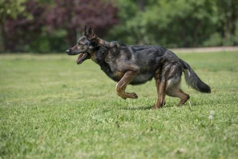 German Shepherd Running Through the Grass Stock Photos
