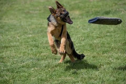 German Shepherd Running Through the Grass Foto stock