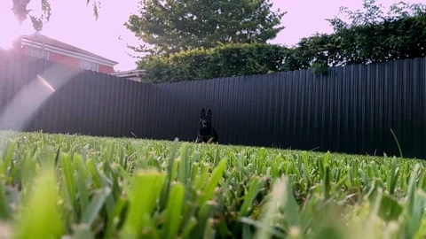 German shepherd running towards camera Stock Footage 202183939