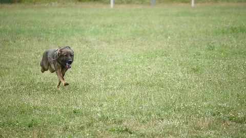 German Shepherd Runs In The Grass 動画素材 79393542